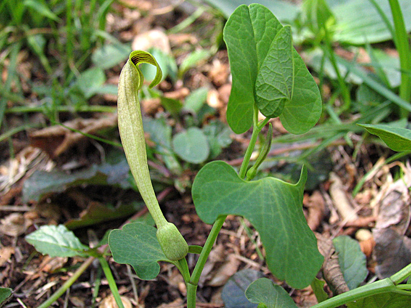 Aristolochia lutea